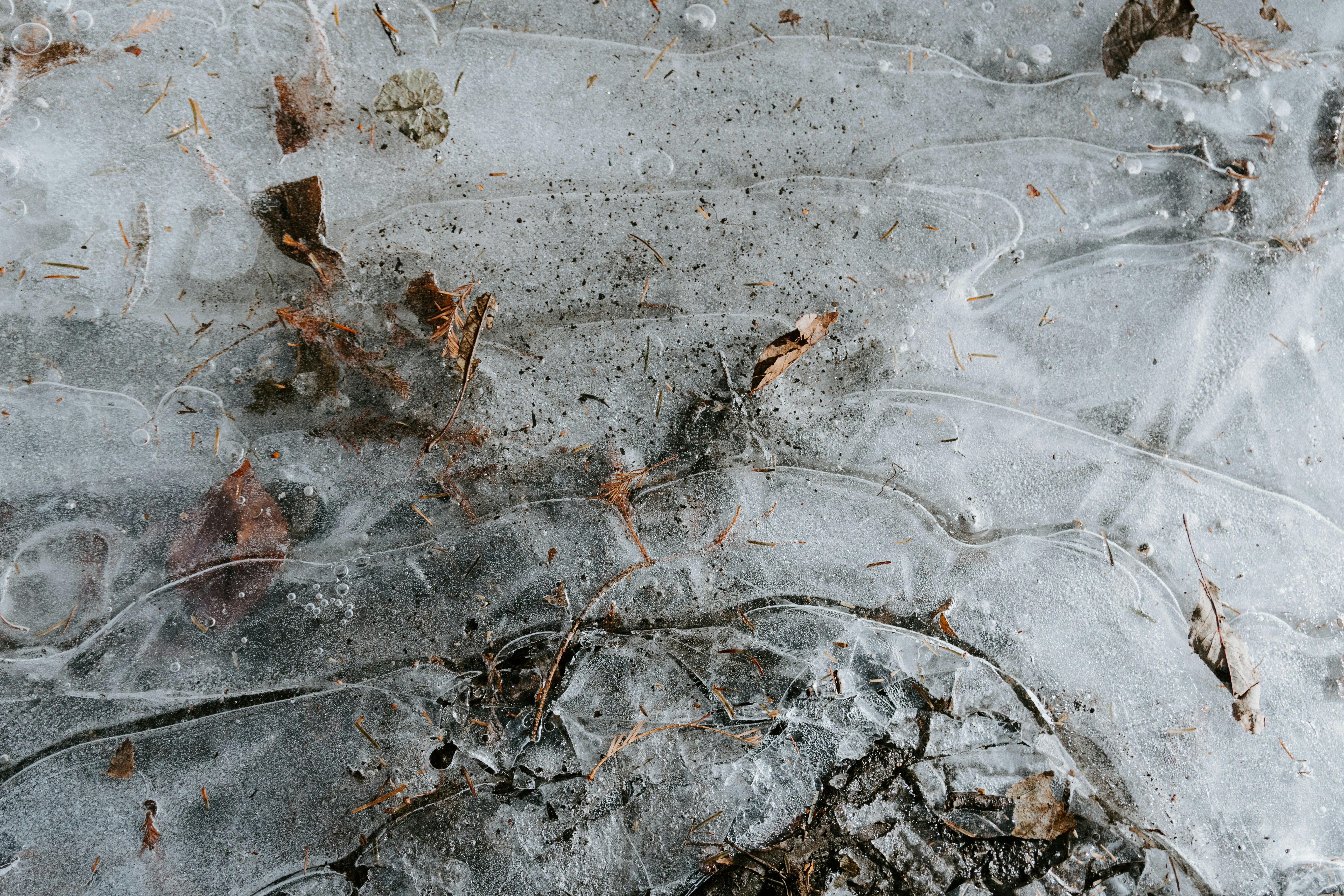 Frozen Ice with Trapped Fallen Leaves