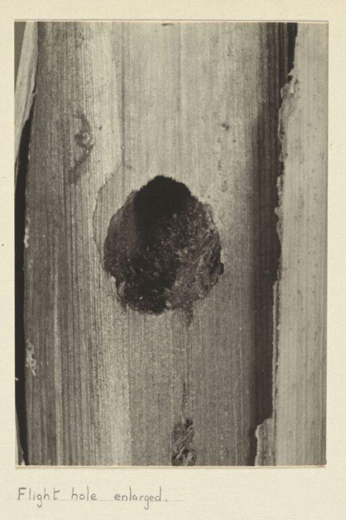 Enlarged Flight Hole on Tree Trunk