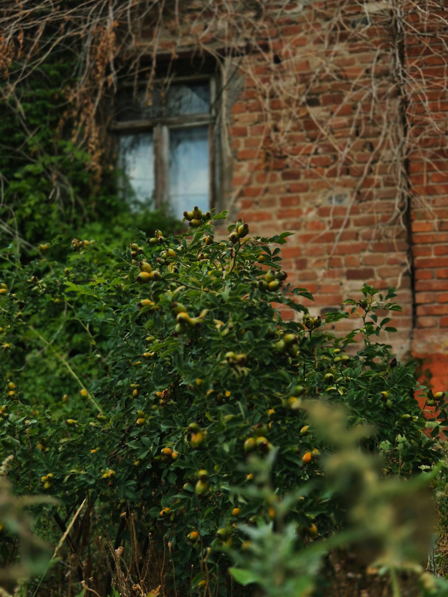 Wild Rose Hip Bush By Abandoned Brick House