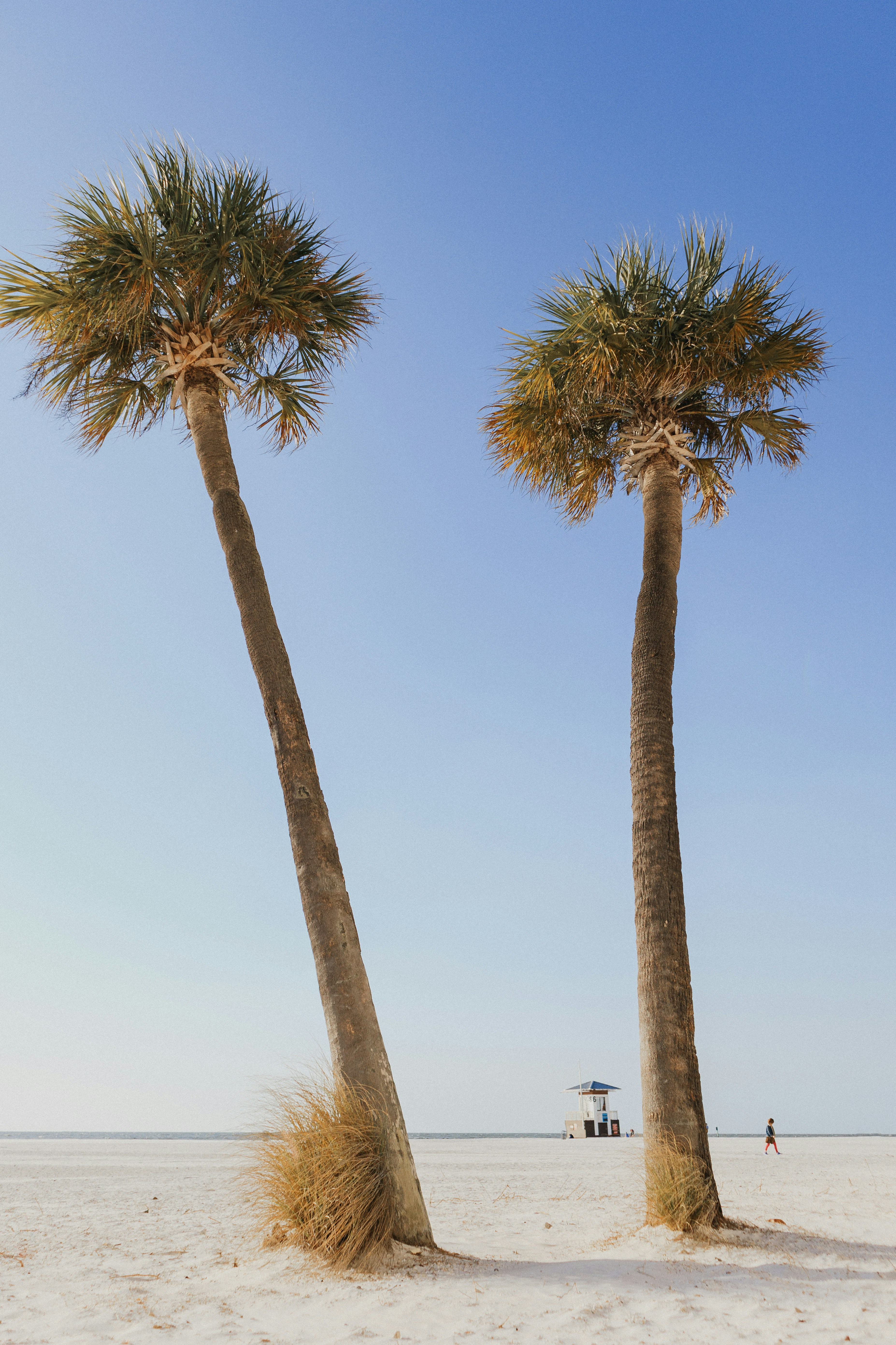 Two Palm Trees on White Sand Beach