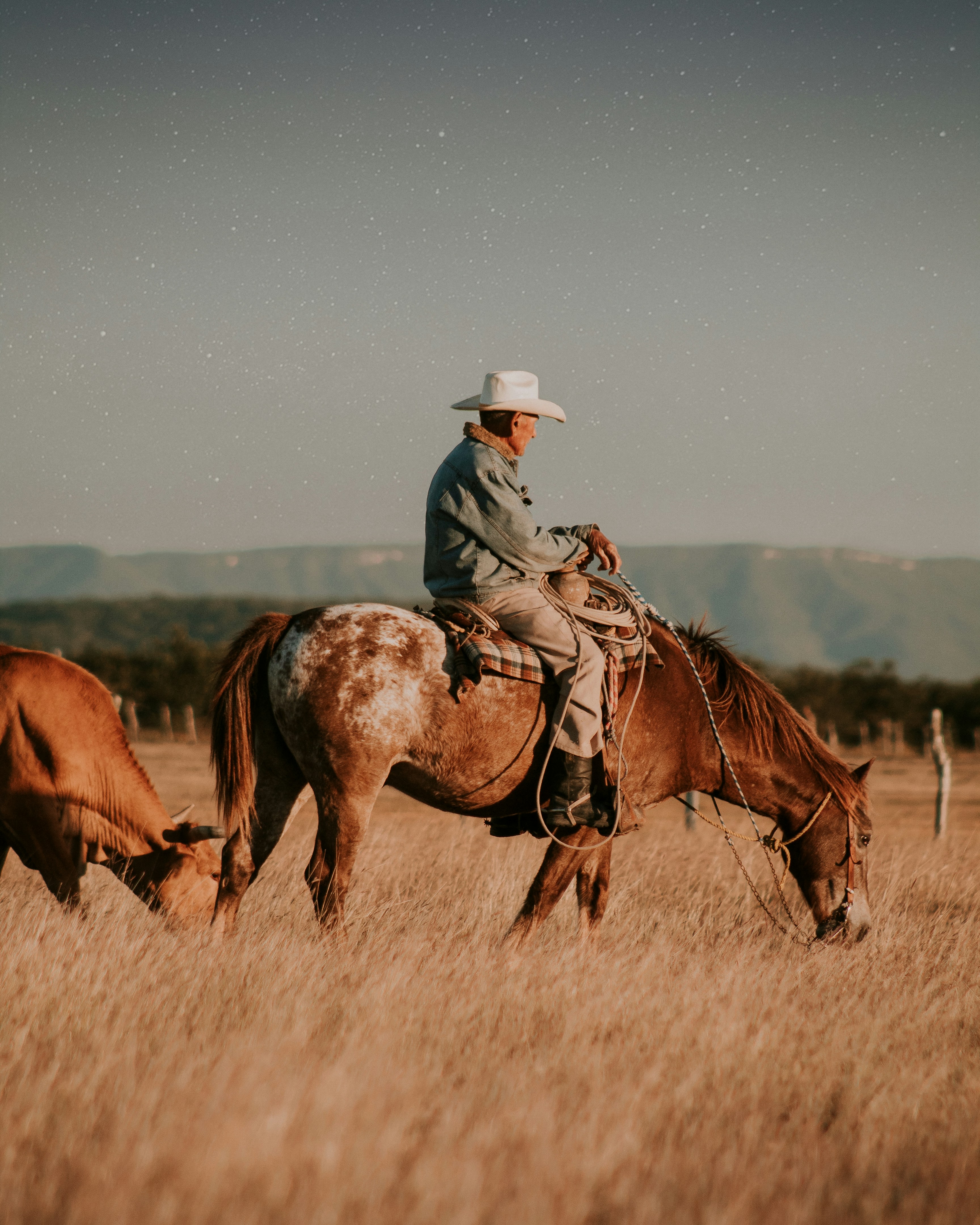 Cowboy on Horse in Golden Grassland
