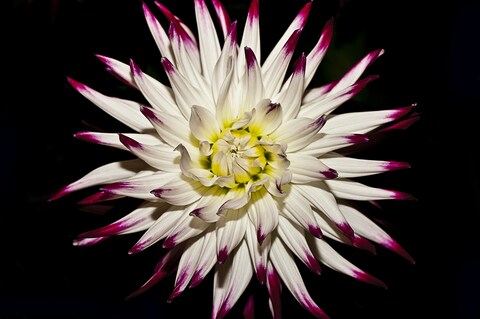 White Purple-tipped Dahlia Close-up