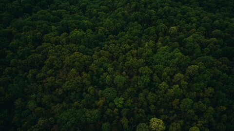 Aerial View of Dense Forest