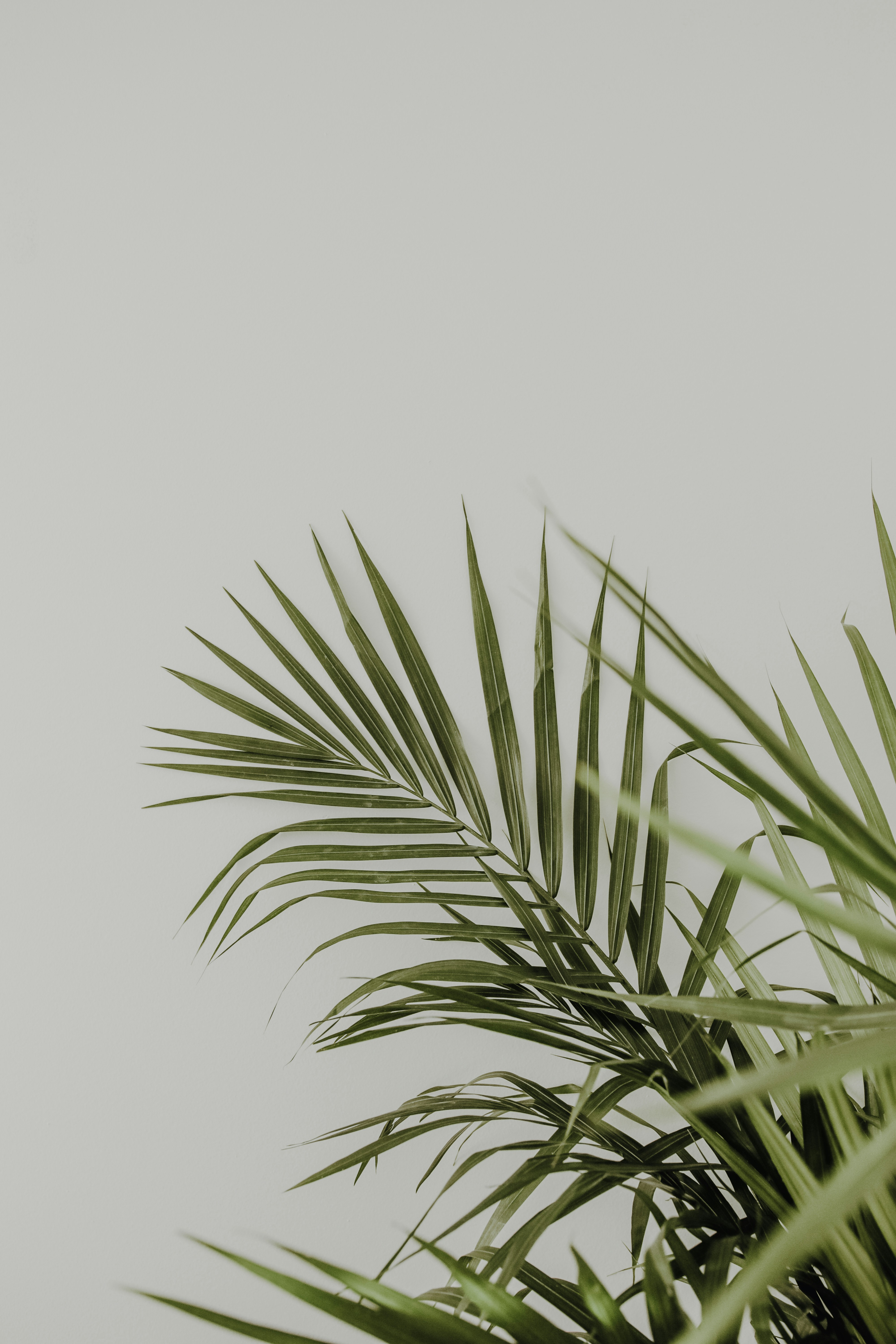 Palm Fronds on Neutral Gray Background