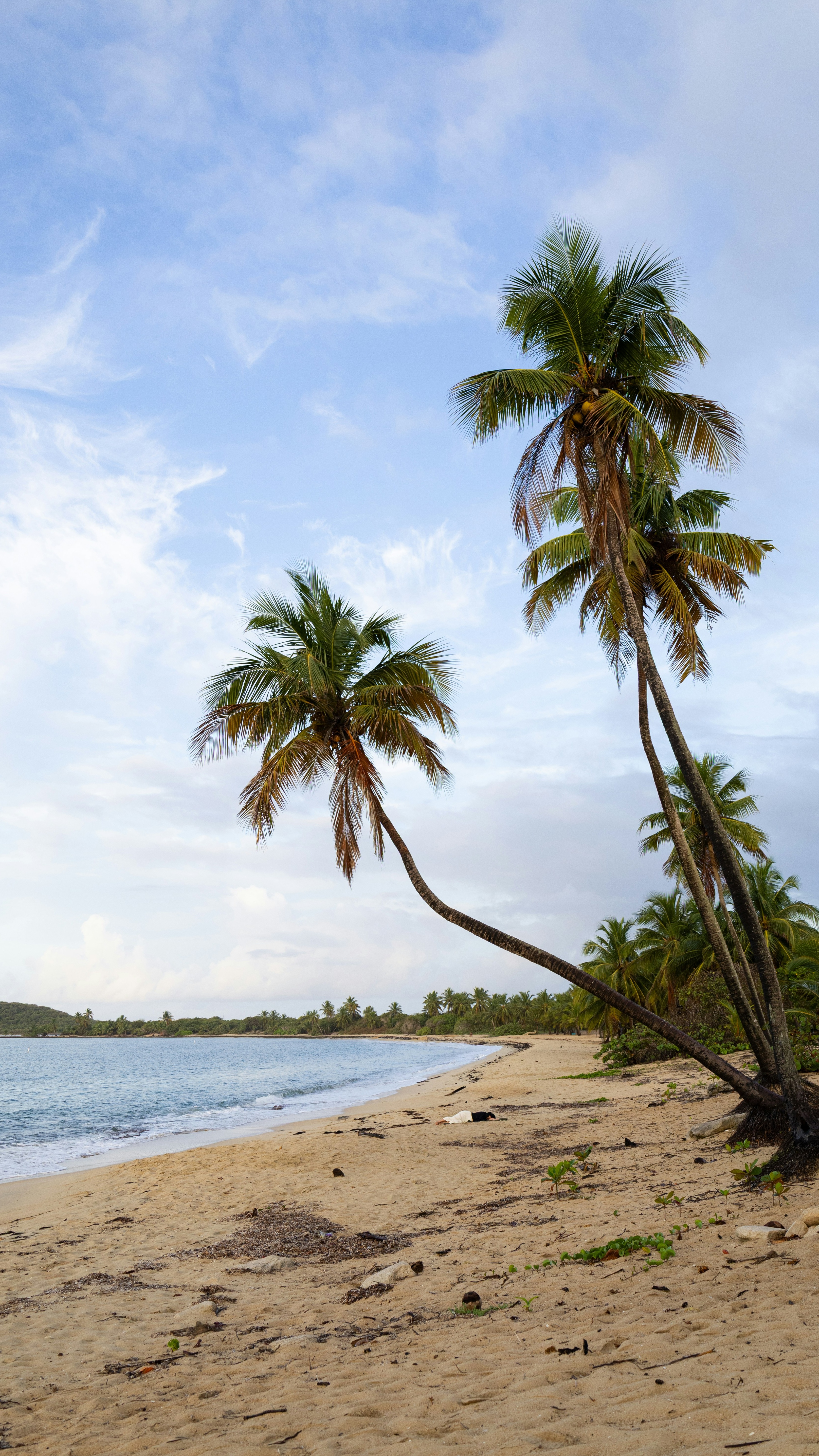 Quiet Tropical Beach with Palm Trees