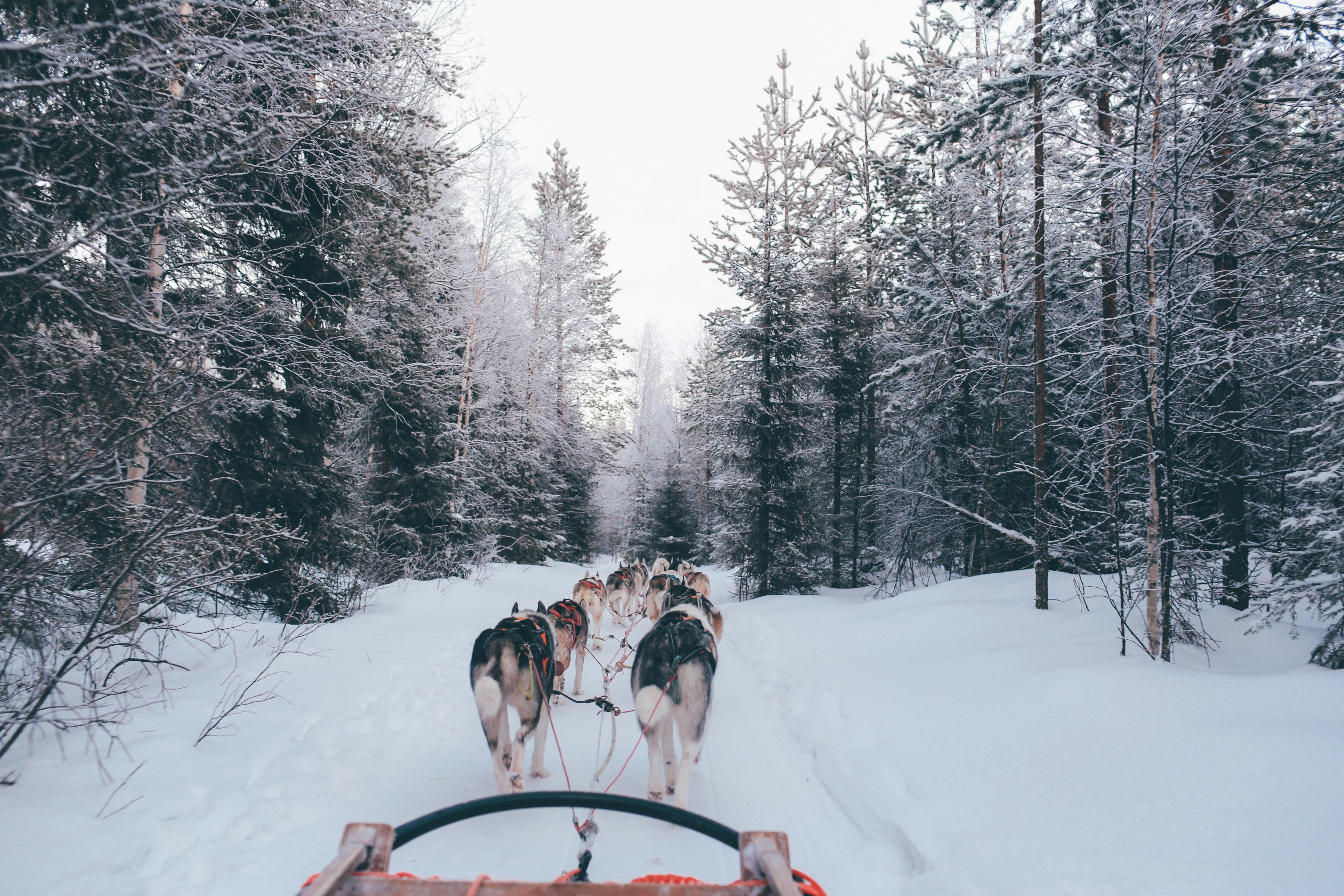 Dog Sledding Through Snowy Forest