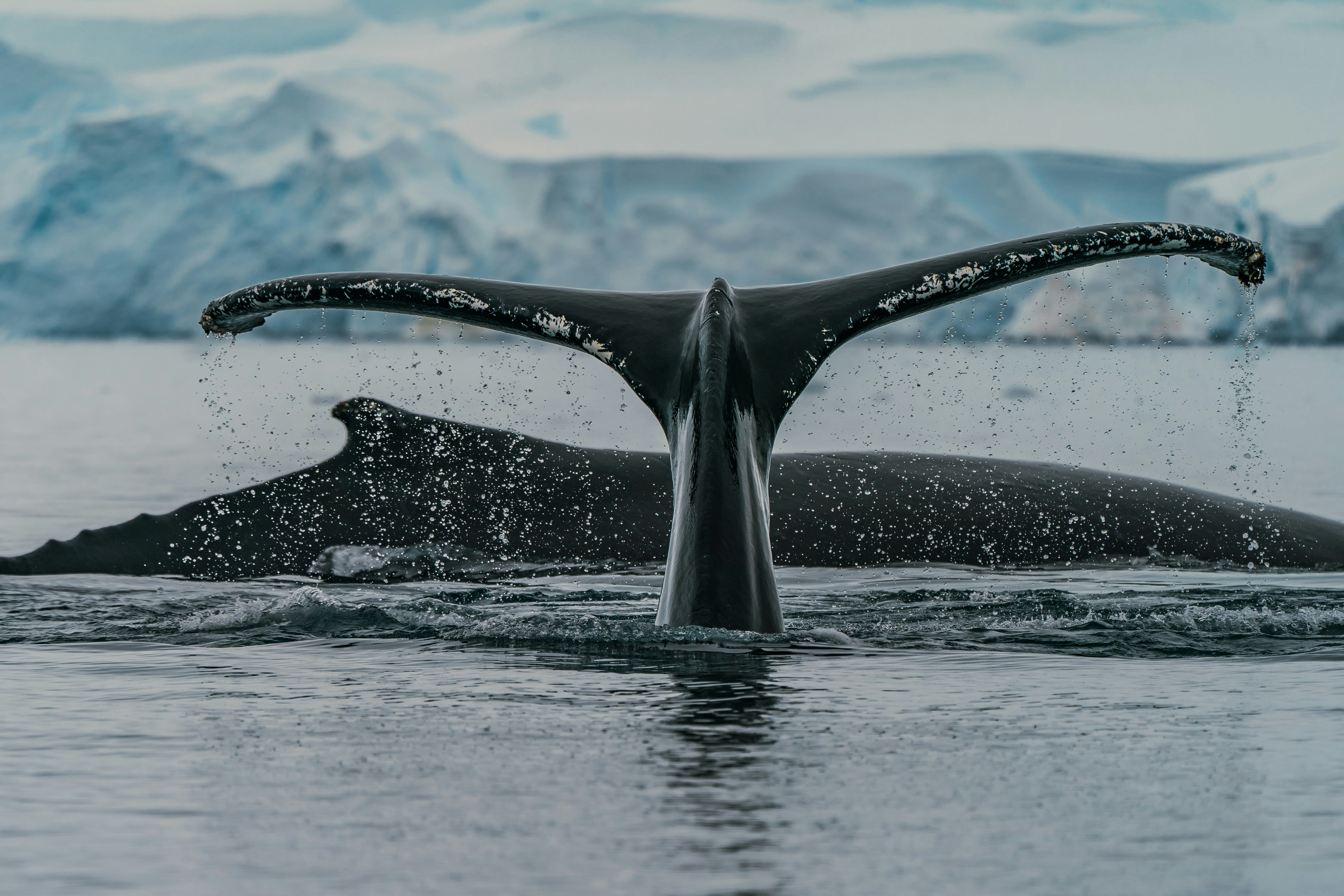 Humpback Whale Tail in Polar Waters