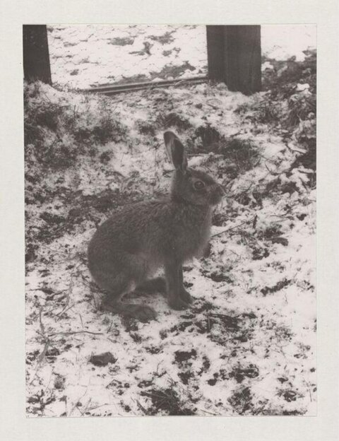 Hare Sitting on Snowy Ground