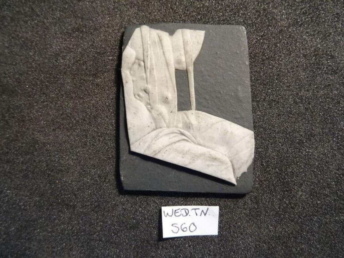 Plant Leaf Fossil Specimen