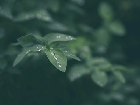 Green Leaves with Water Droplets