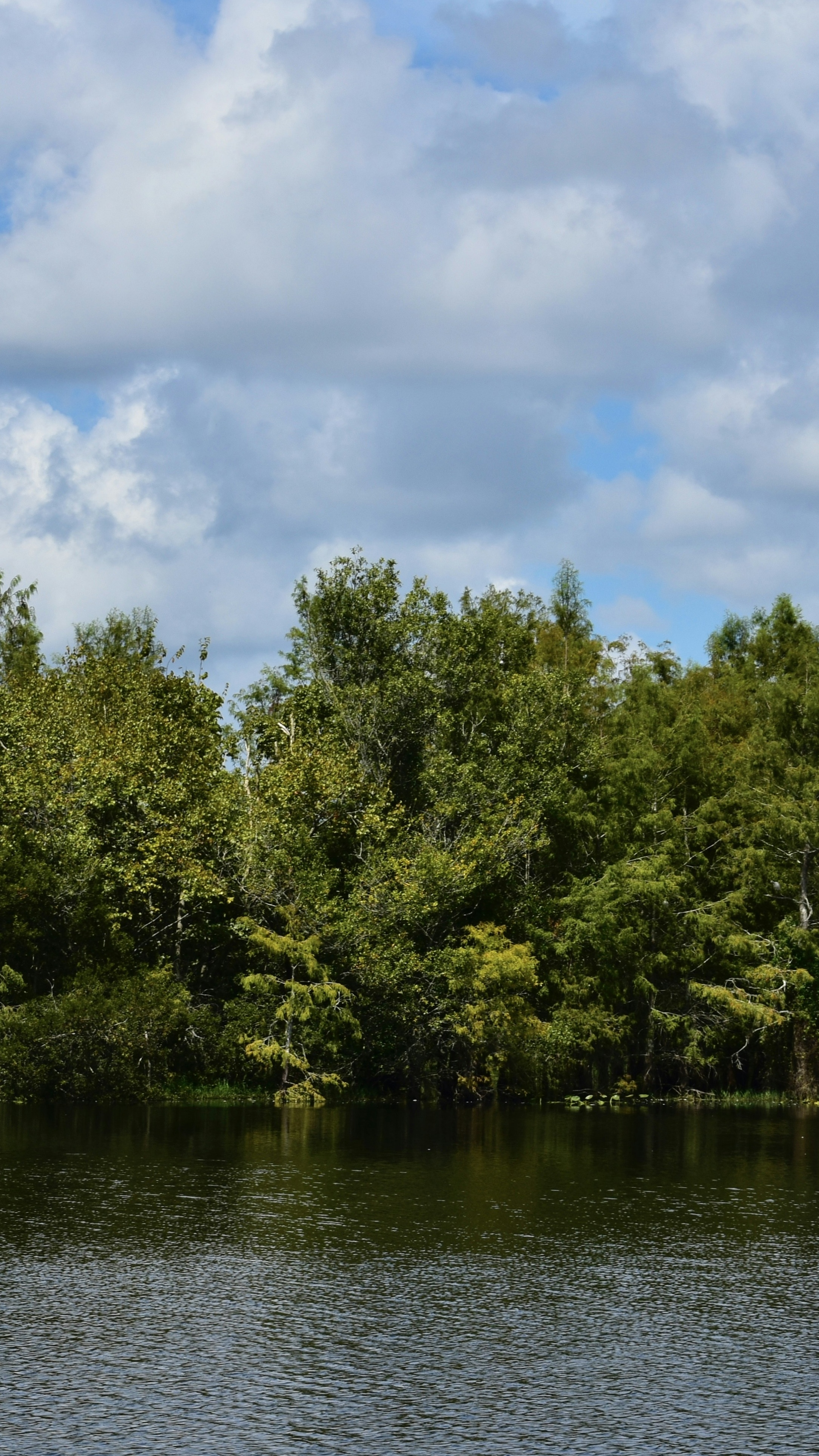 Dense Forest Along Calm Water