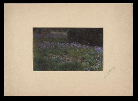 Bluebell Woodland Meadow