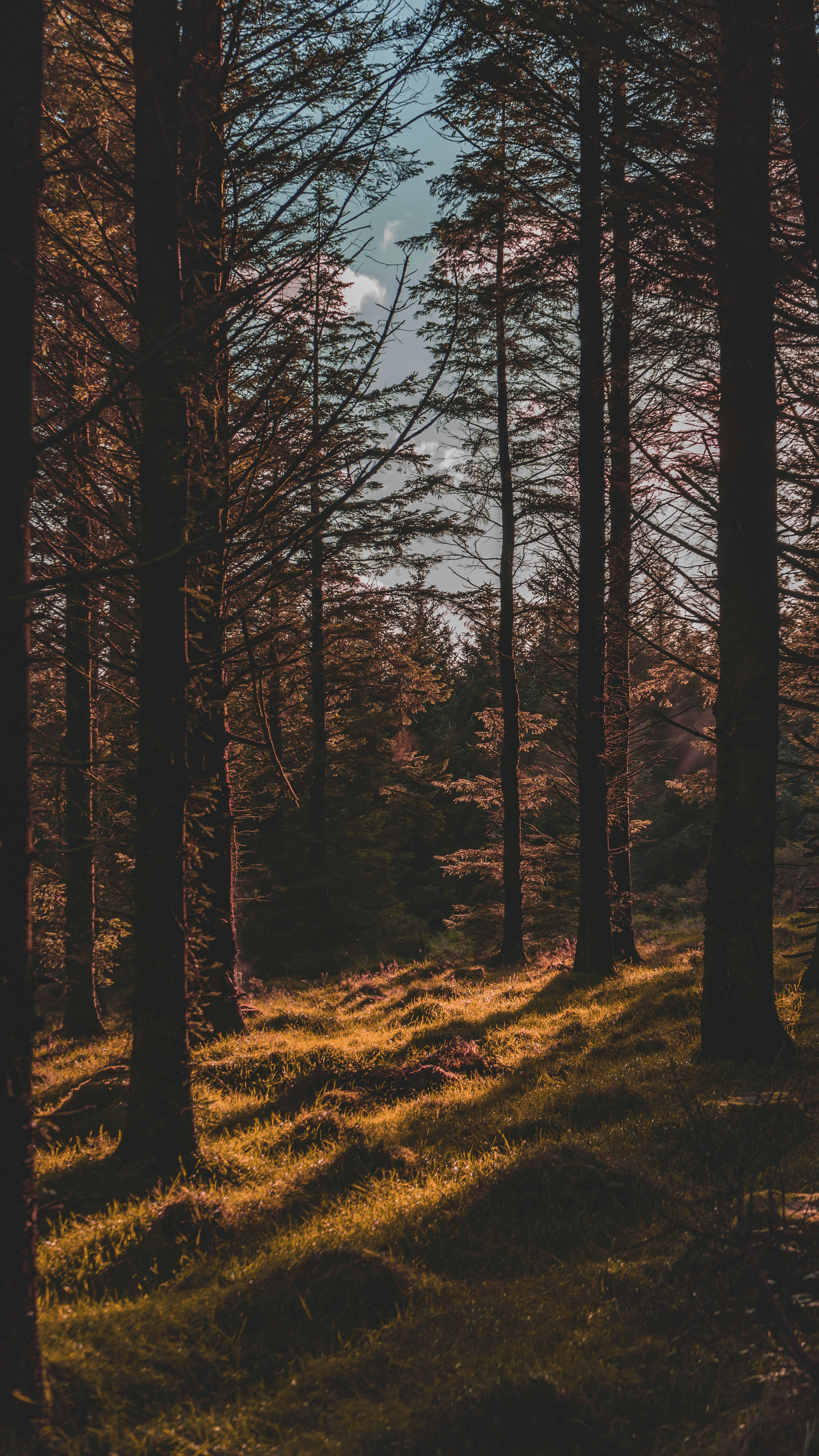 Wallpapers