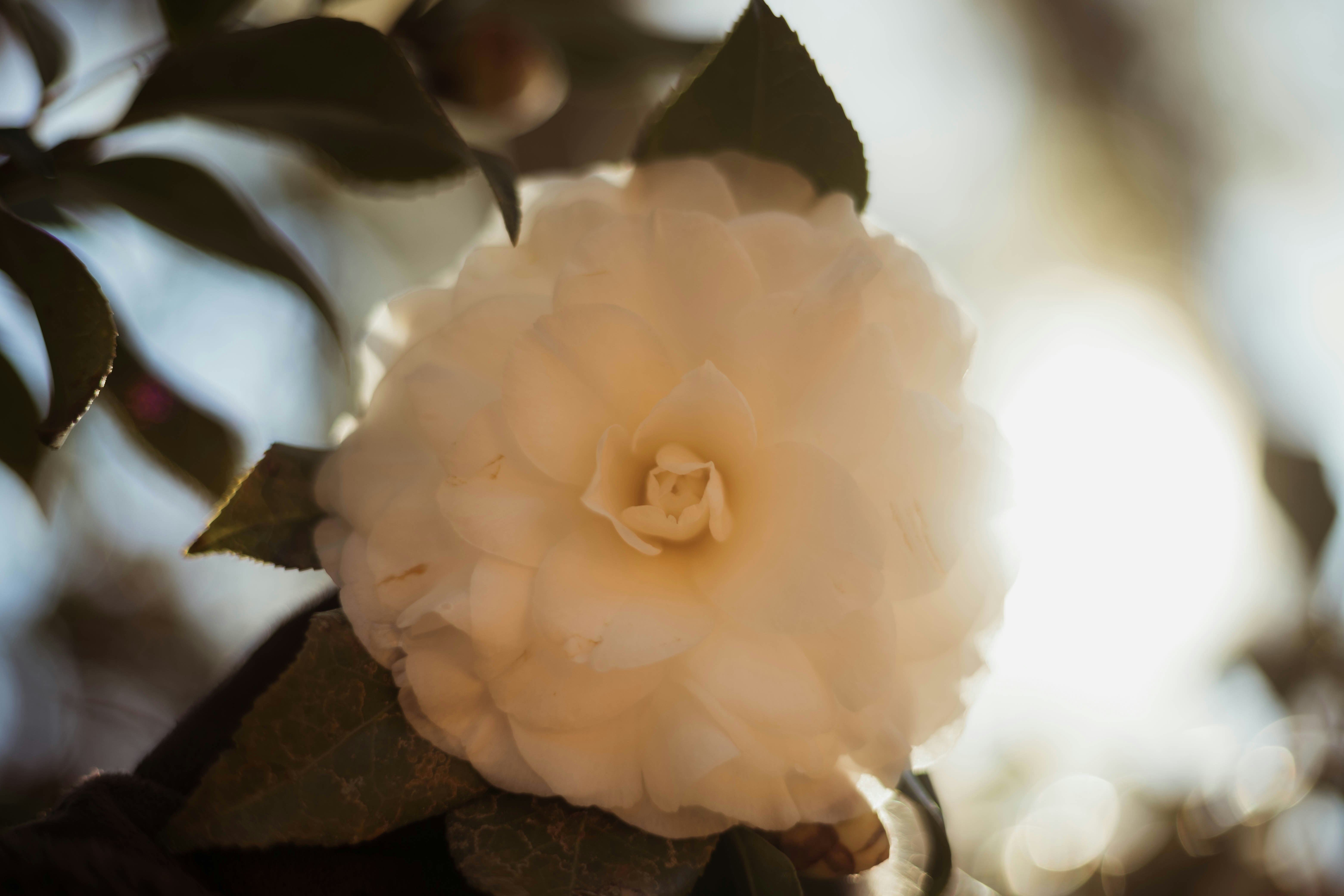Backlit White Camellia