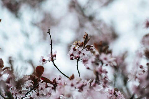 Pink Cherry Blossom Branches
