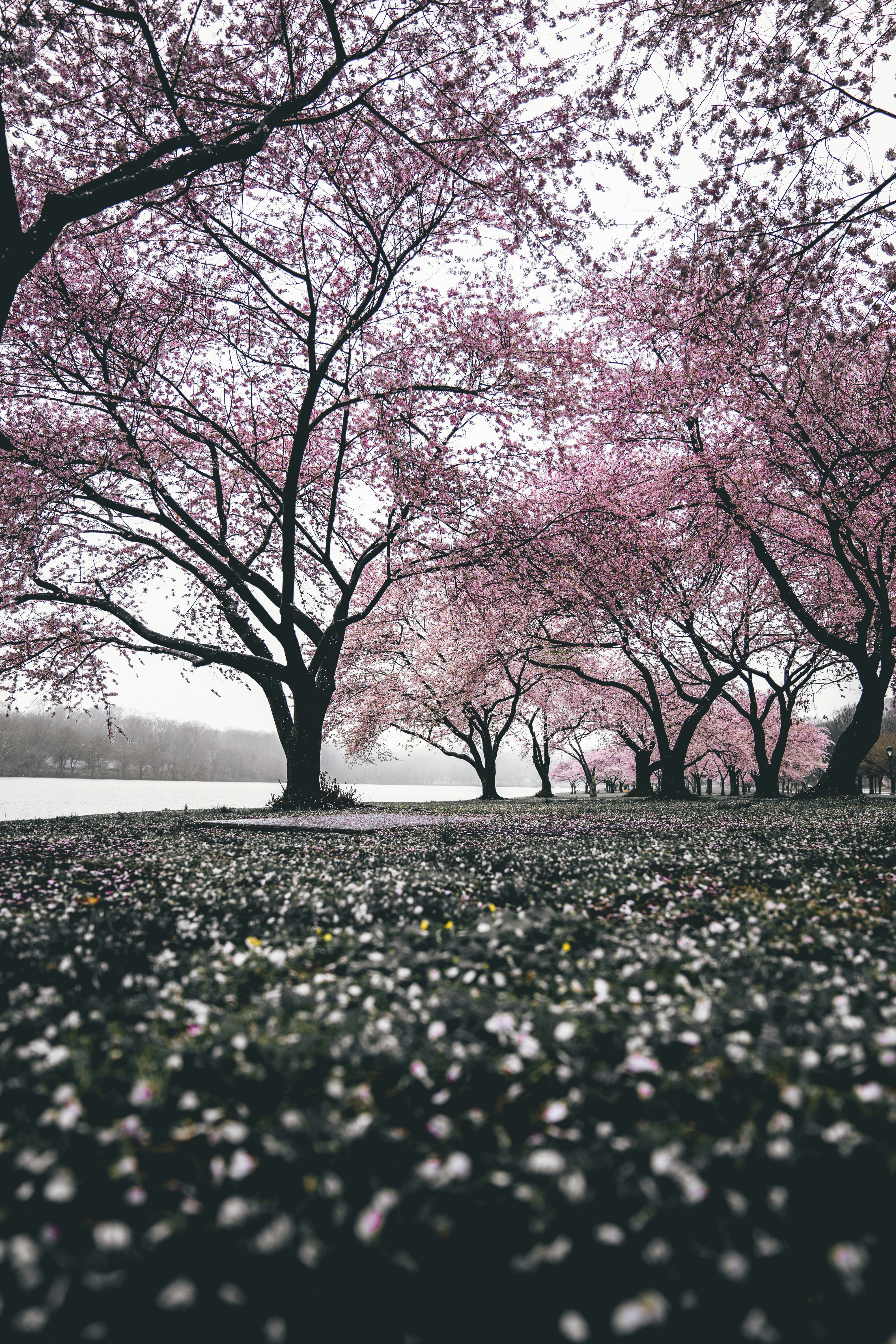 Lakefront Cherry Blossom Avenue