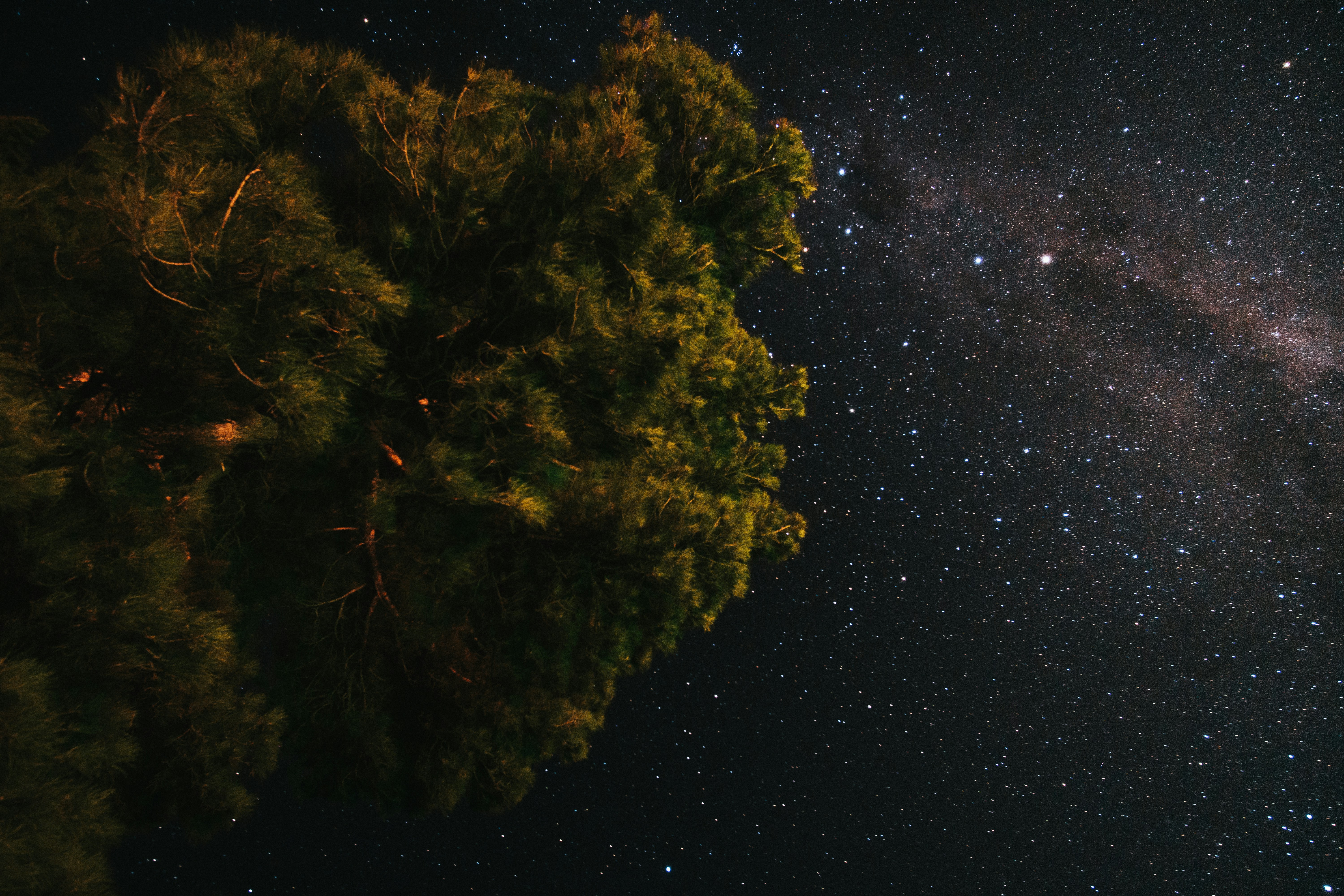 Tree Canopy Under Starry Night Sky