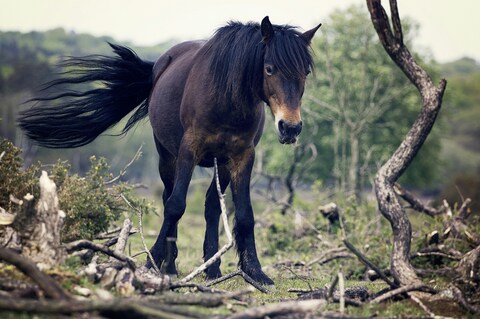 Dark Brown Wild Horse in Open Woodland