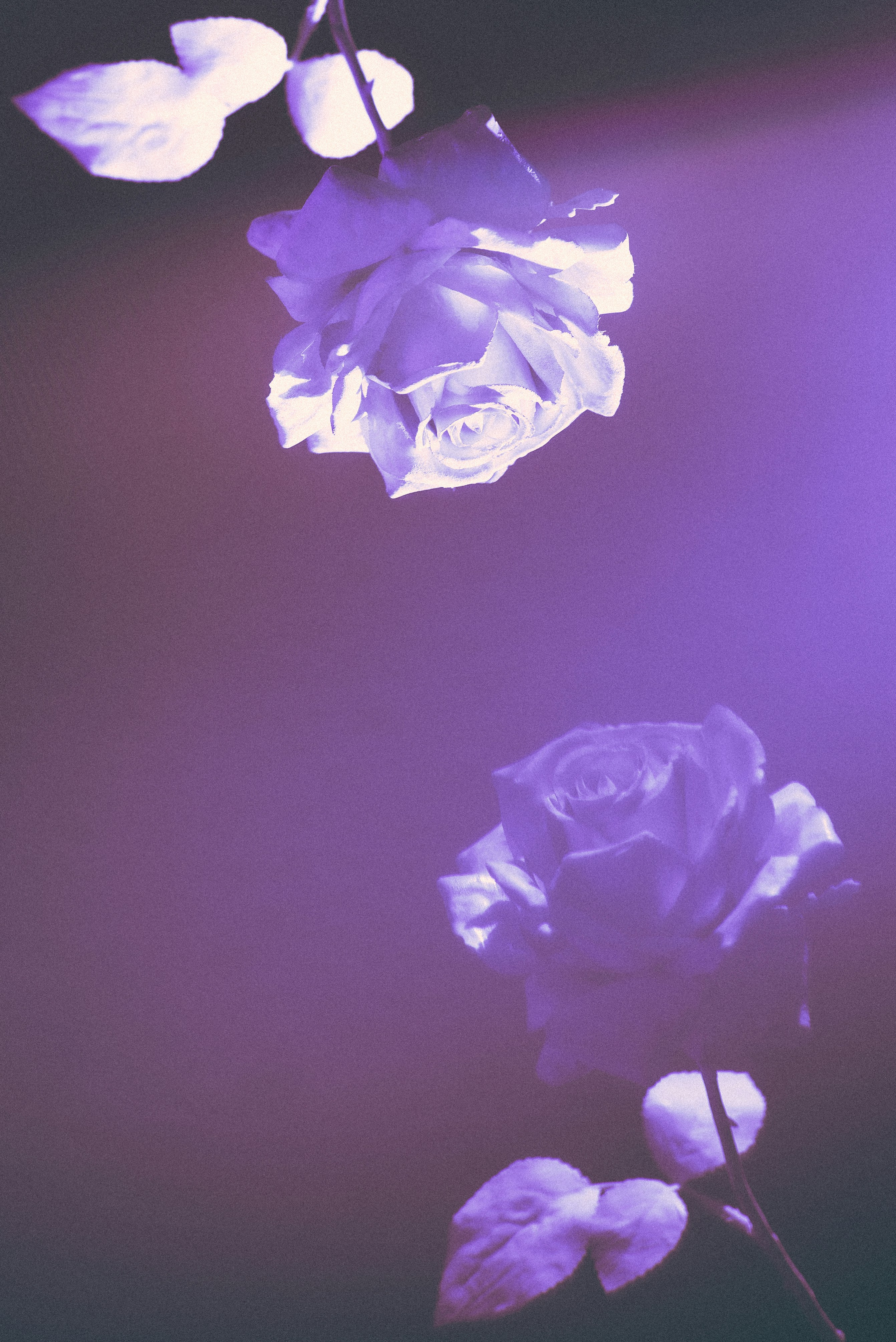Two Purple Toned Roses — Phone Wallpapers
