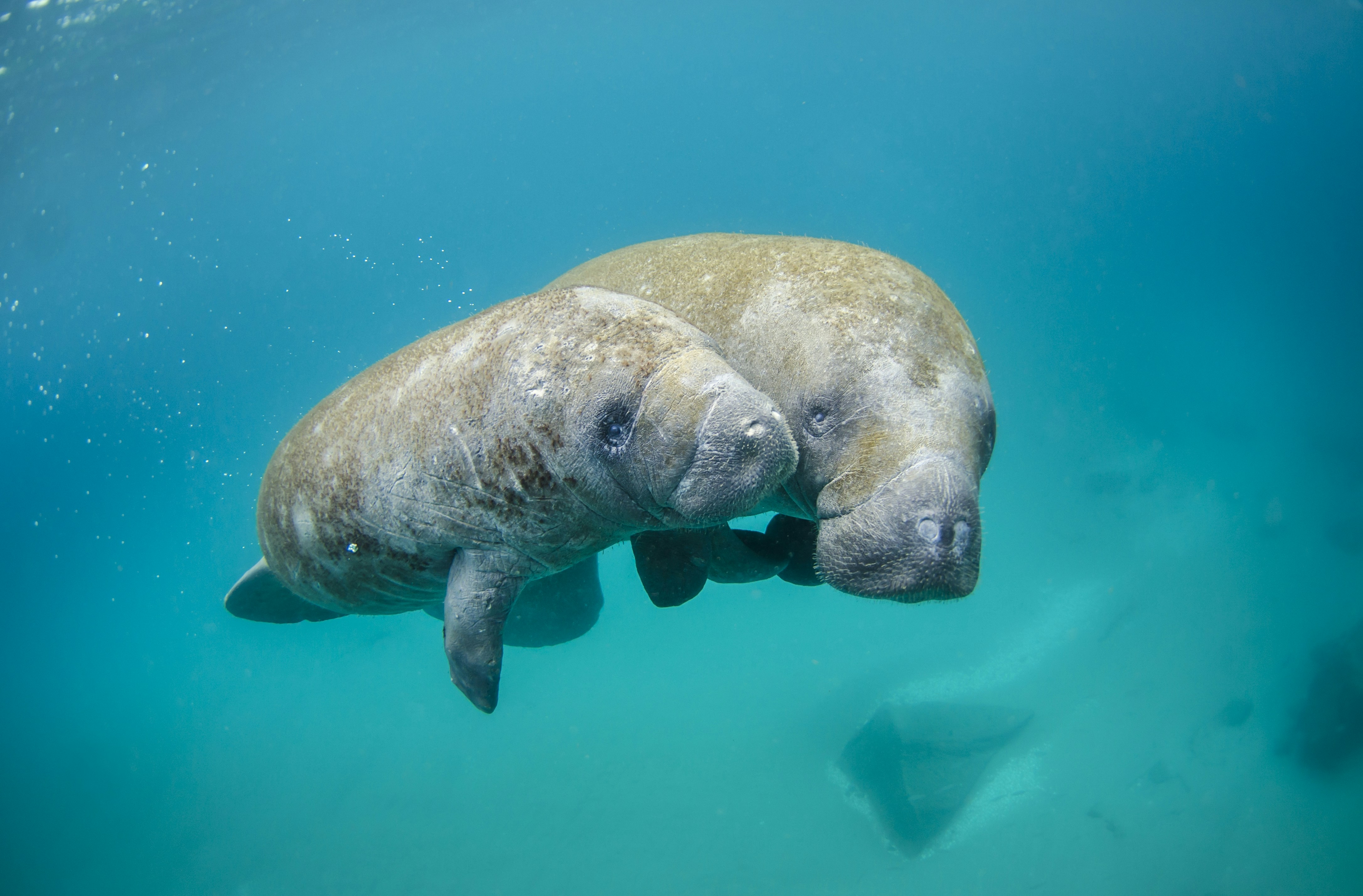 Two Manatees Underwater