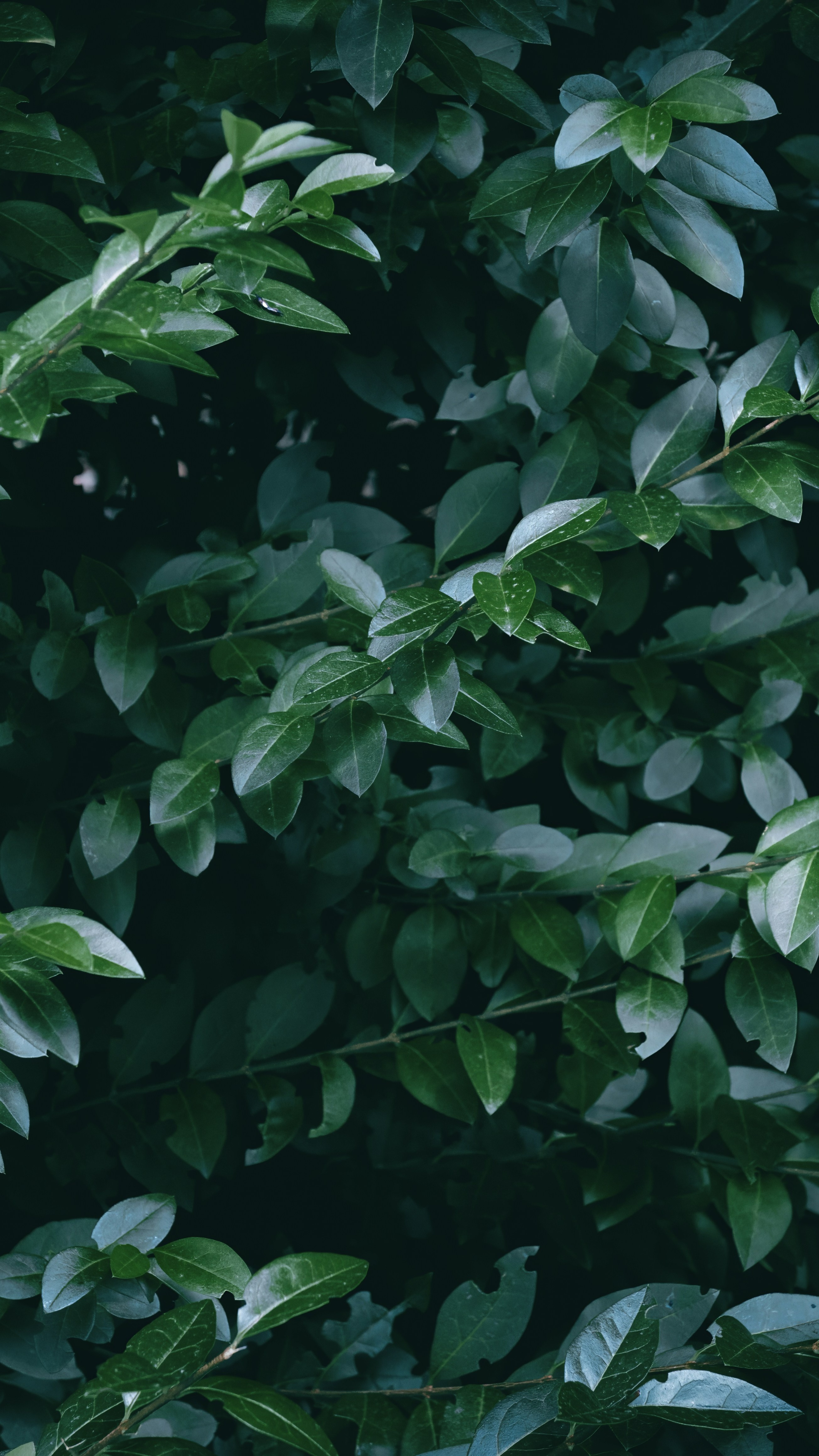 Wallpapers