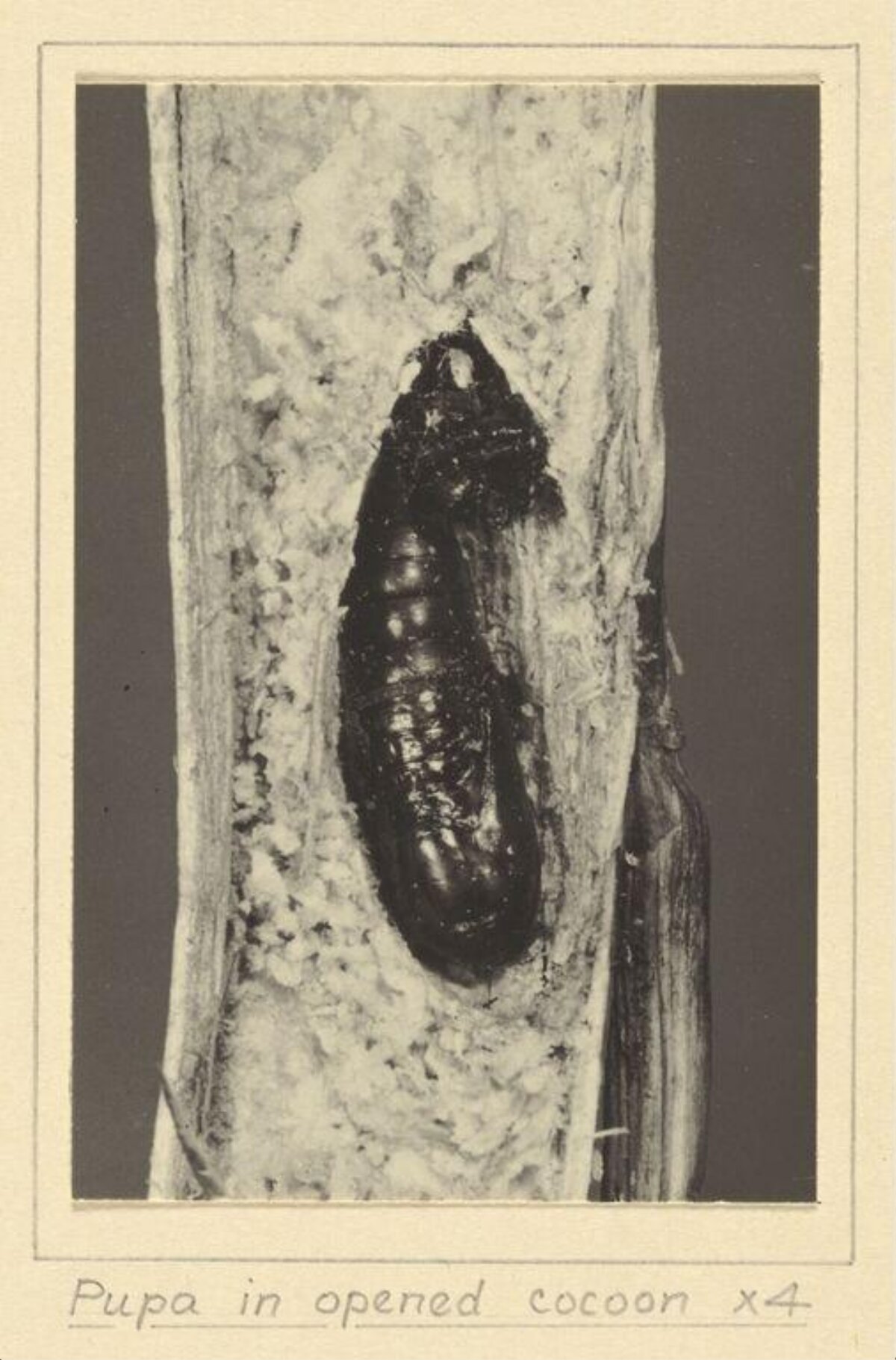 Pupa in Opened Cocoon