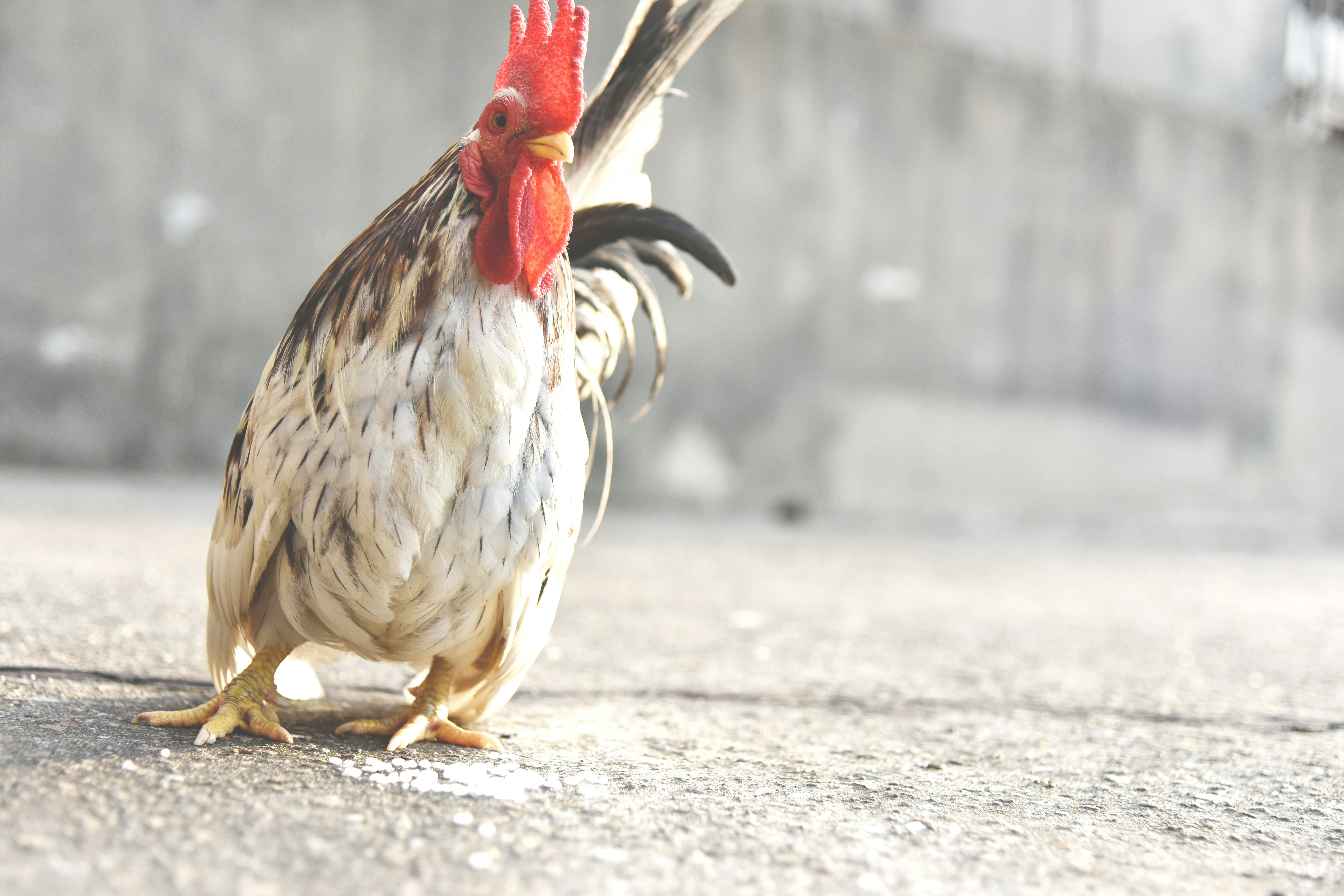 Rooster Standing on Sunlit Pavement