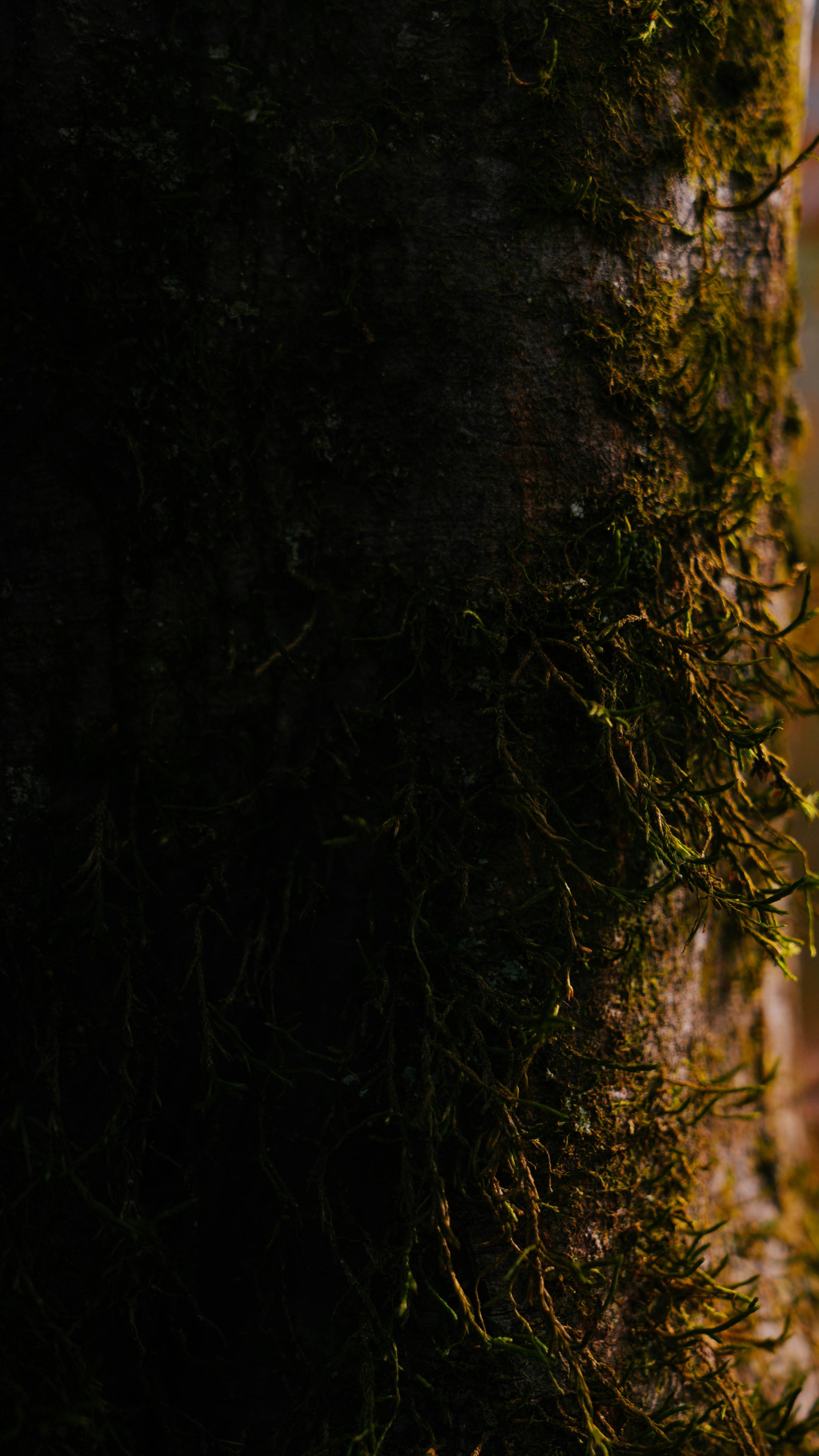 Moss Covered Tree Trunk Close-Up