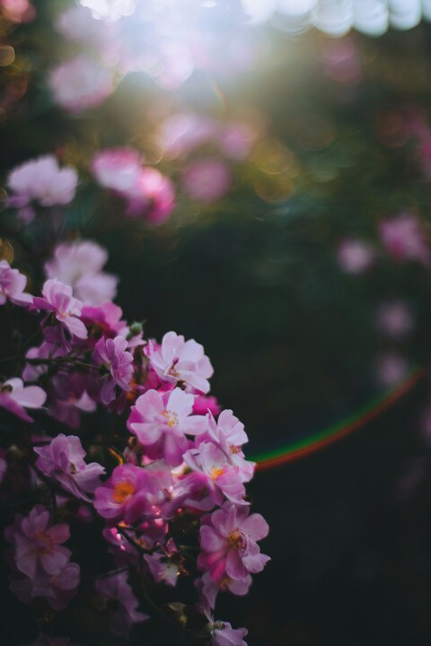 Pink Flowers in Sunlight
