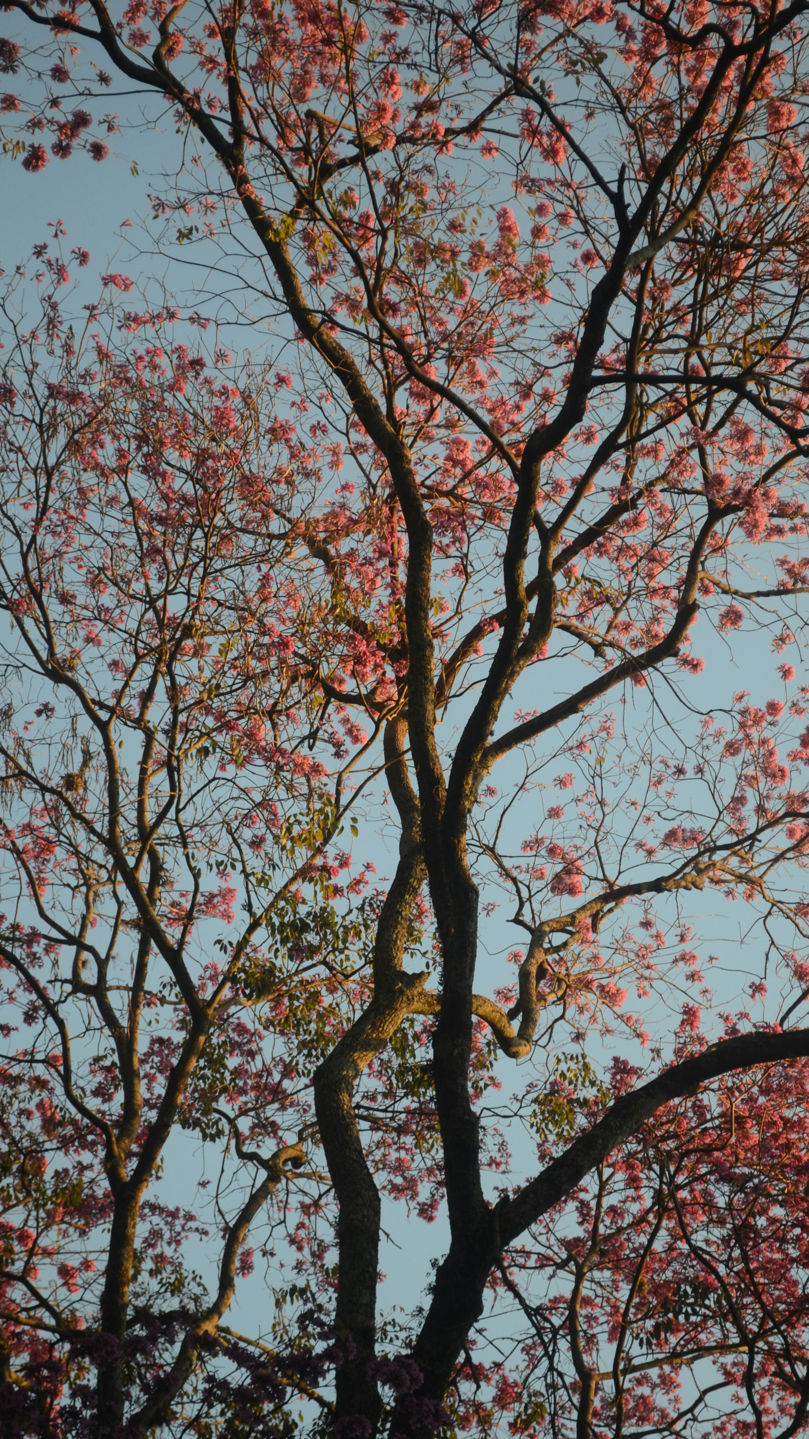 Pink Blooming Tree Against Blue Sky