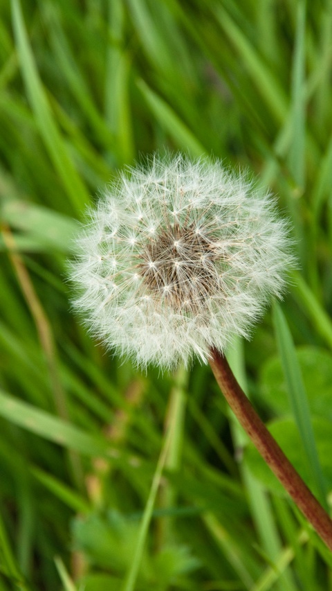 Dandelion Seed Head in Green Grass