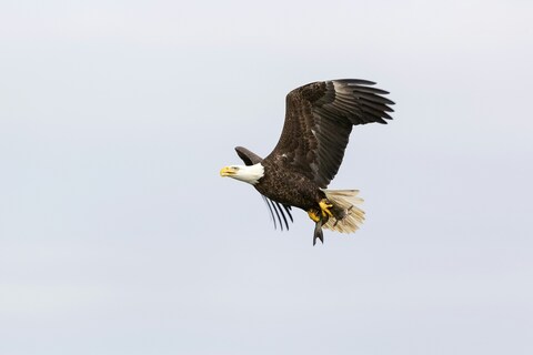 Bald Eagle Carrying Prey In Flight