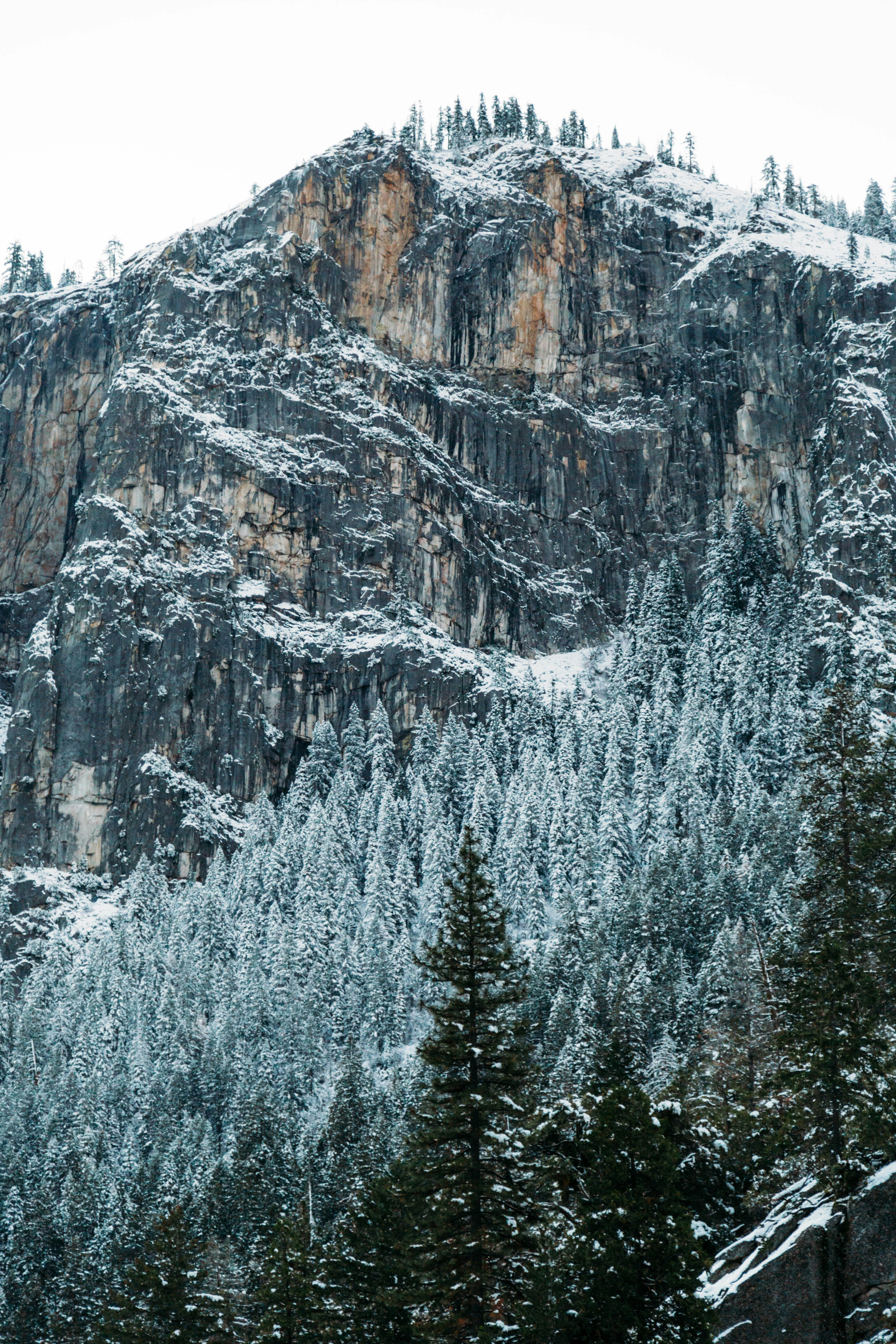 Snowy Mountain Cliff and Pine Forest