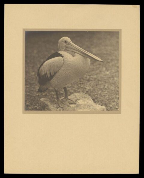 Vintage Photo of a Pelican