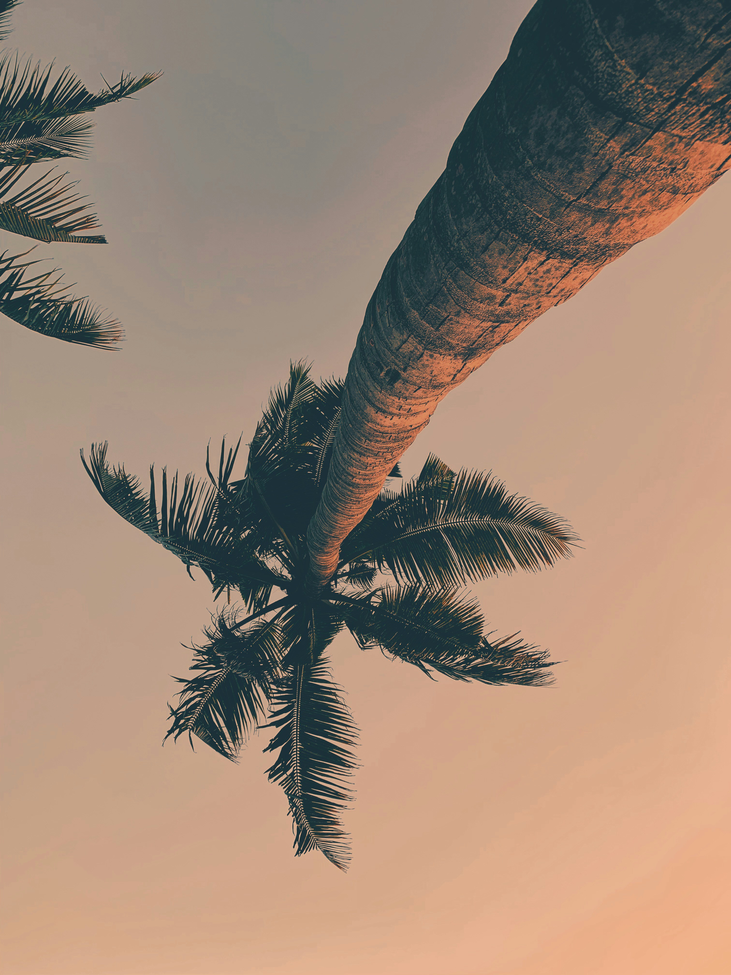 Low Angle View of Coconut Palm