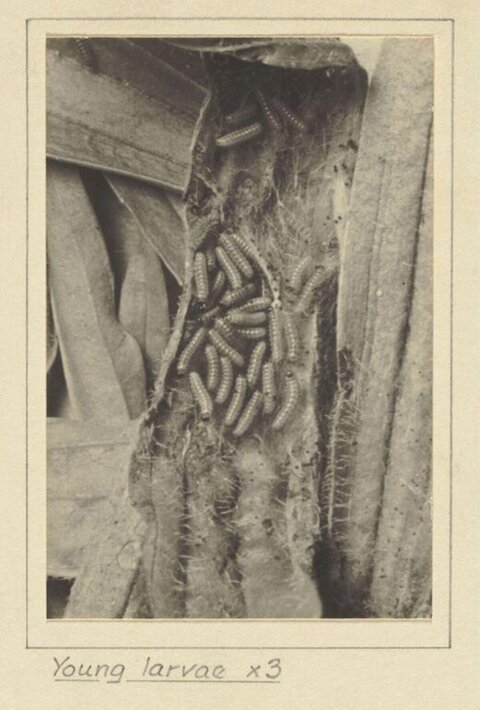 Young Larvae at 3x Magnification