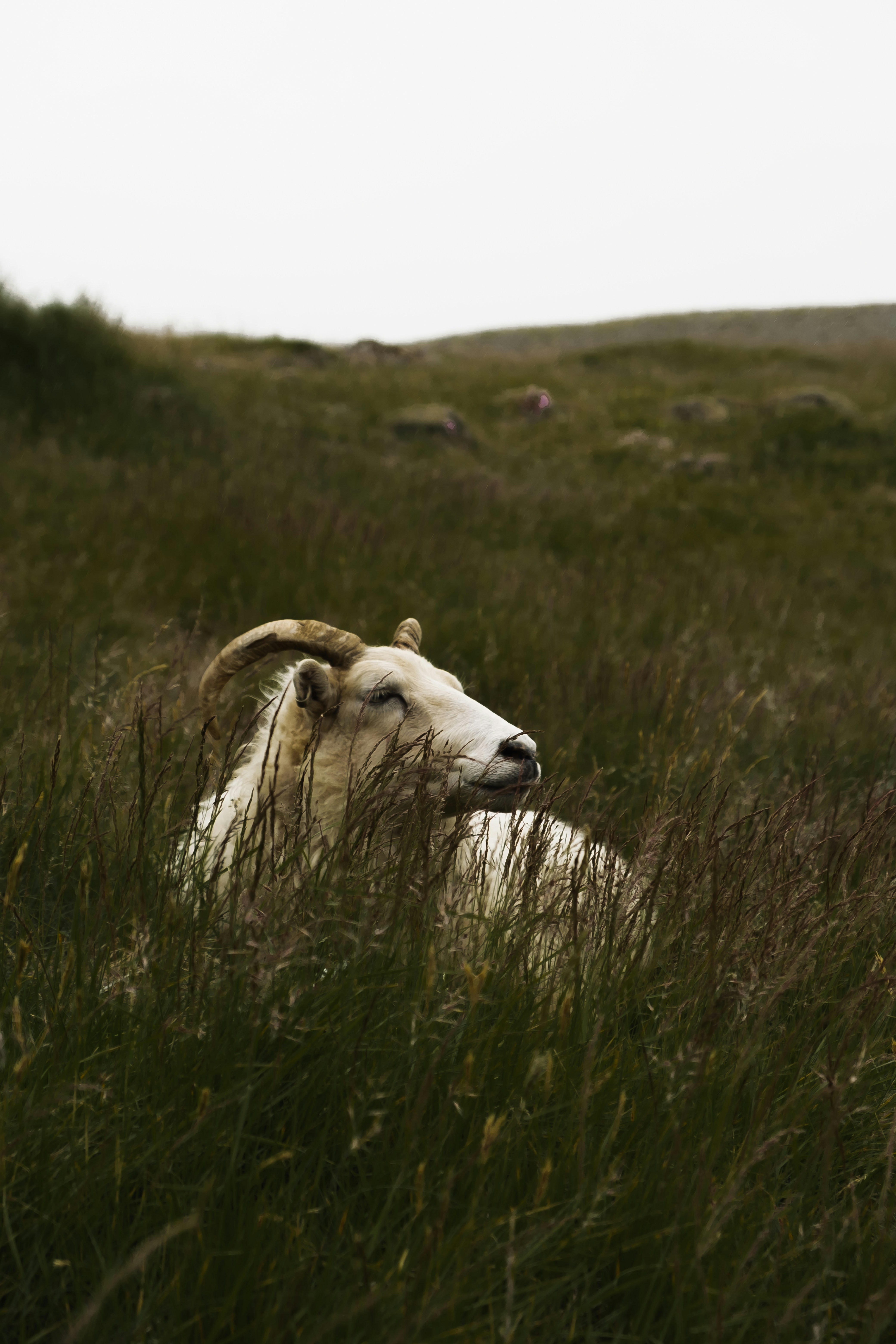 White Ram Resting in Tall Grass