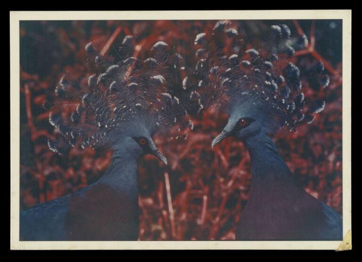 Two Crowned Pigeons