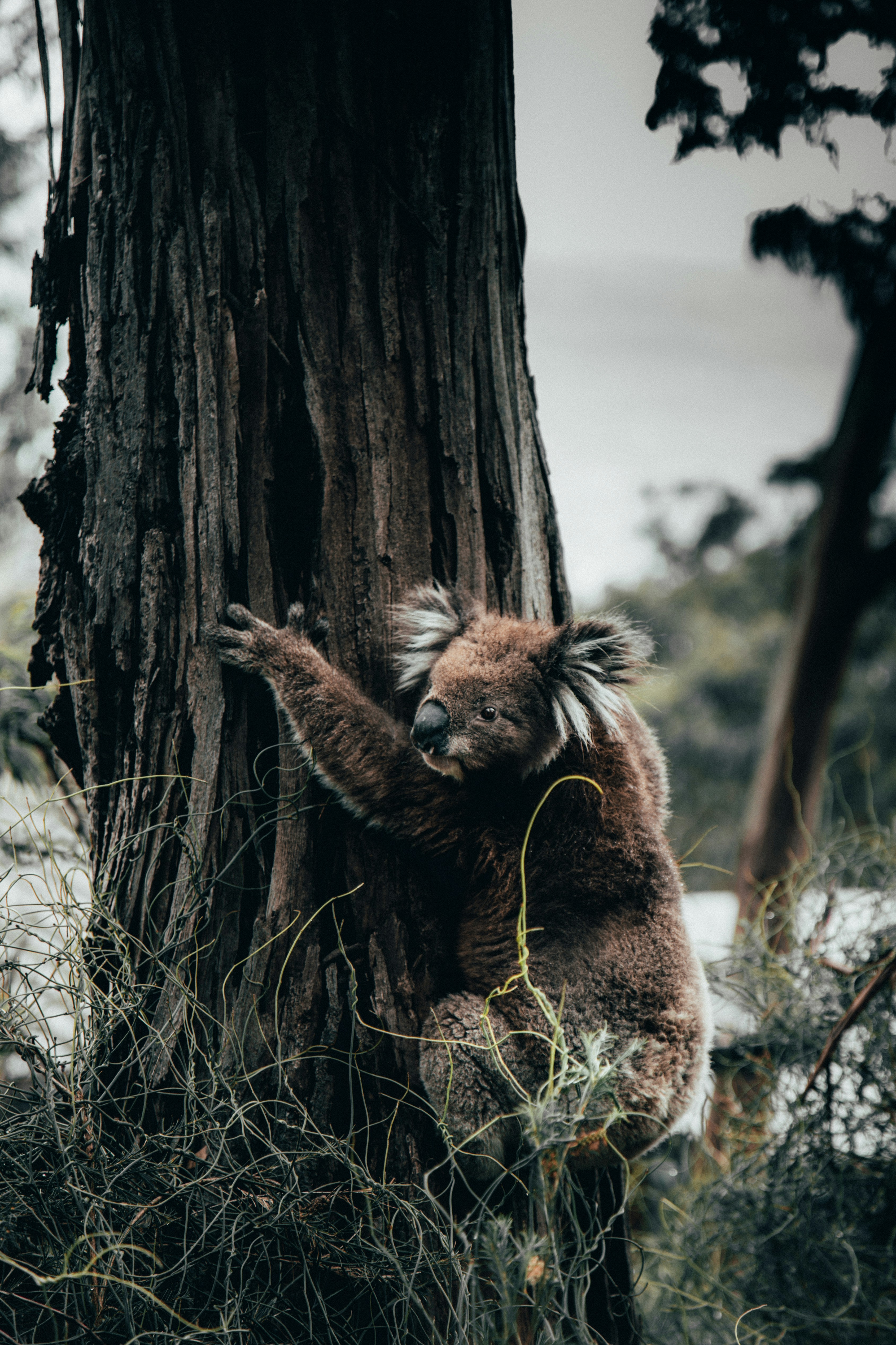 Koala Climbing a Tree Trunk