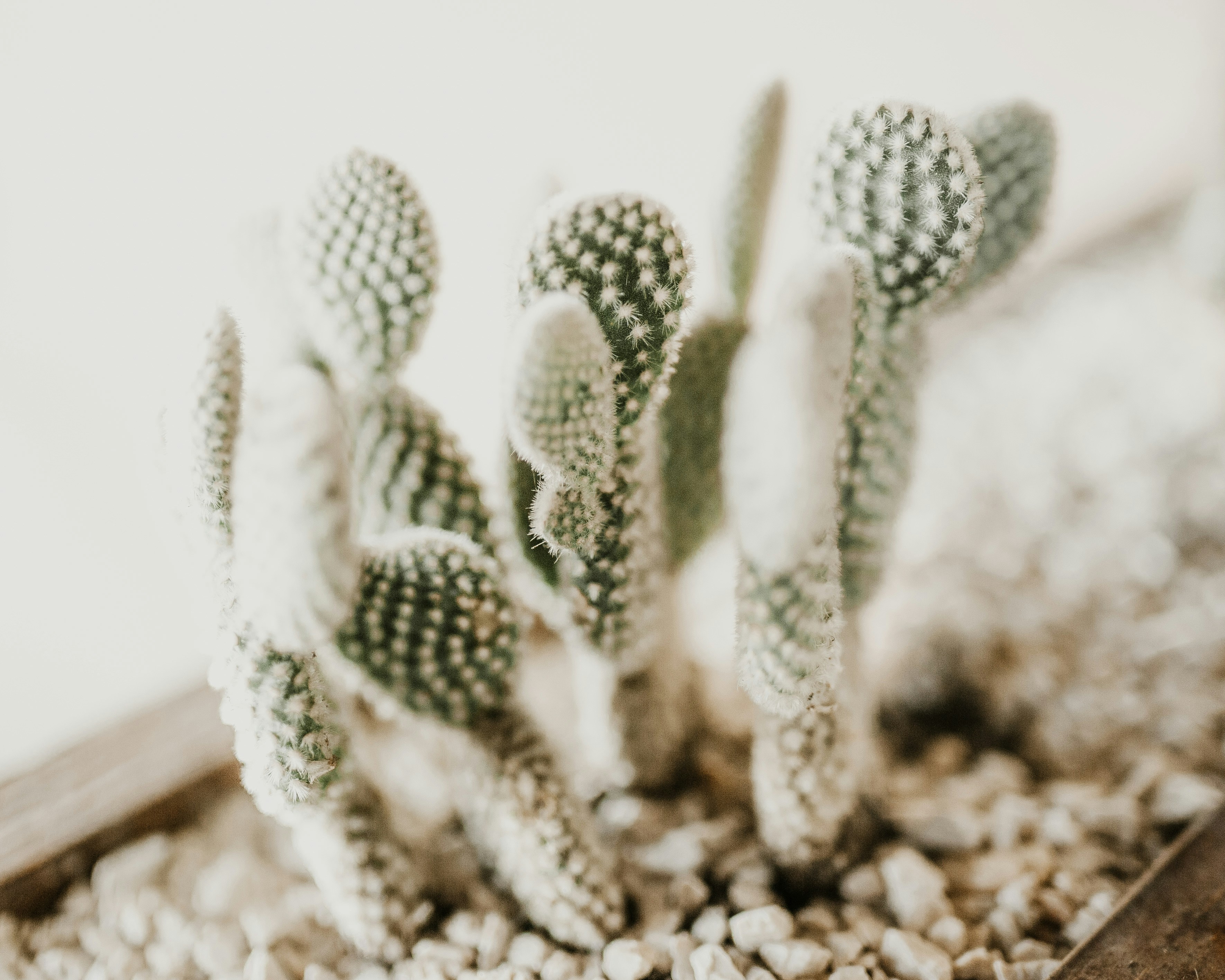 Clustered Potted Cacti