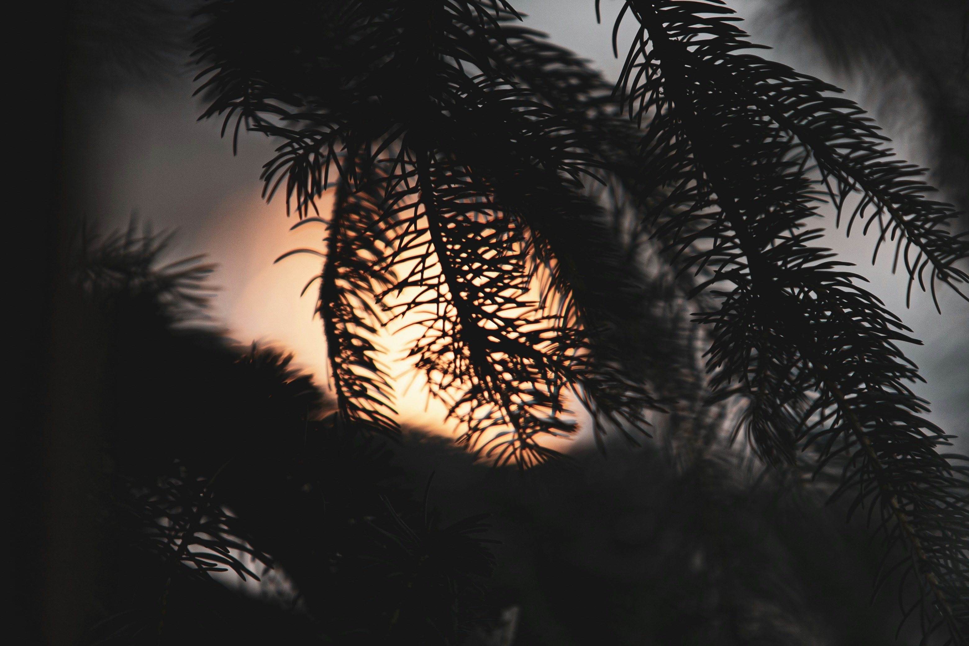 Silhouetted Spruce Branches at Sunset