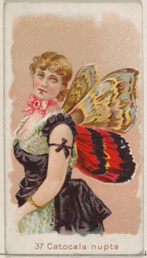 Catocala Nupta Butterfly Woman Illustration