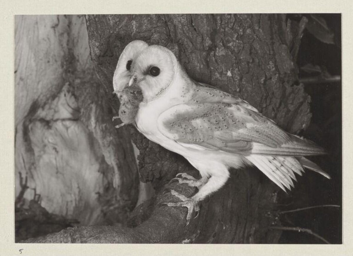 Barn Owl With Prey Perched on Tree