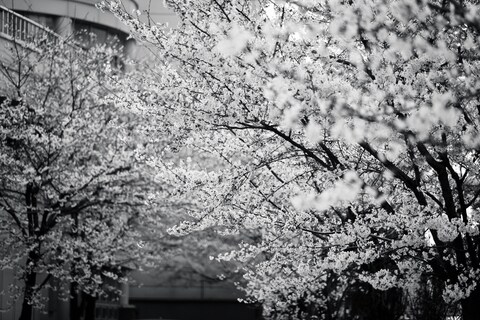Black and White Cherry Blossom Avenue