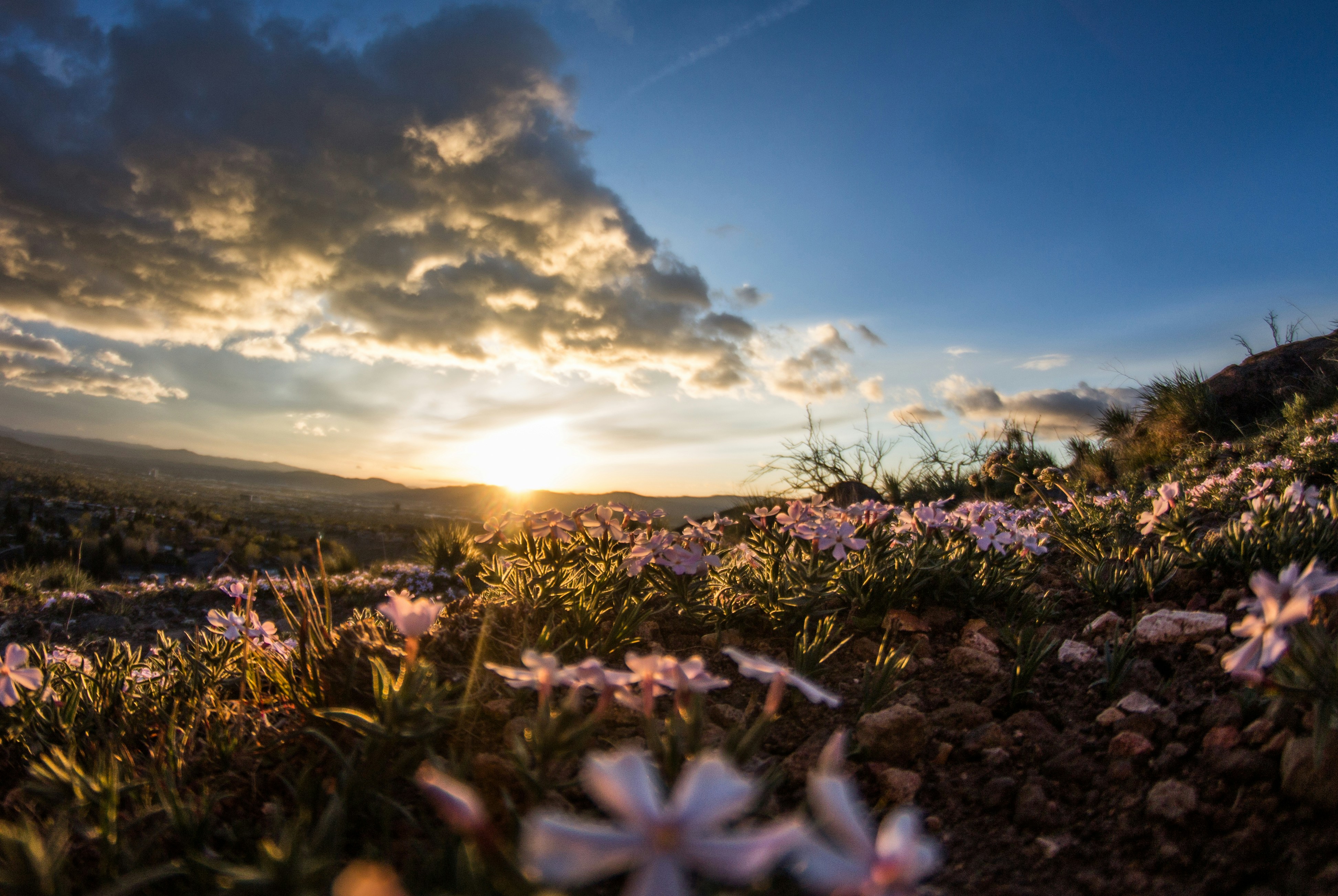 Wildflowers at Hilltop Sunset