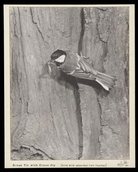 Great Tit with Crane Fly