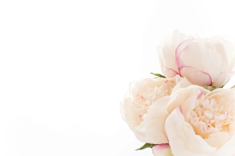 Pink-edged Cream Peonies