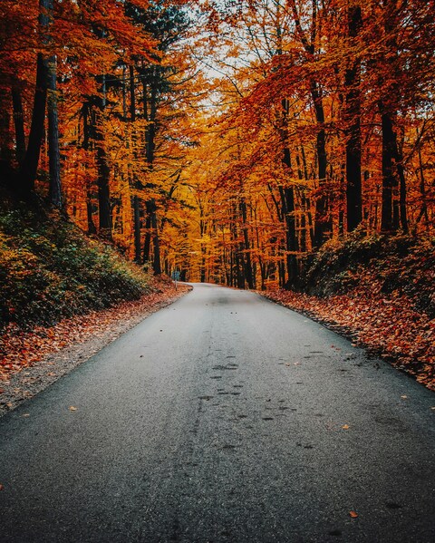 Autumn Forest Road