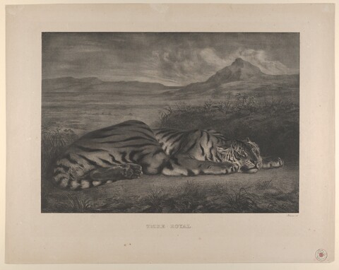 Resting Royal Tiger Engraving
