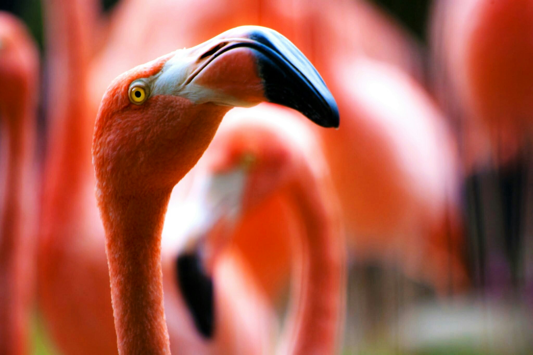 Close-up of a Flamingo
